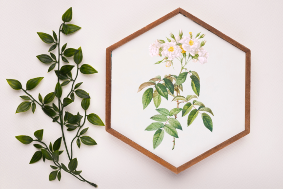 Download White Rose, Vintage Scrapbook Clipart - White Collection